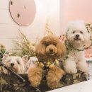 봄날의 강아지 이미지