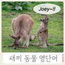 병아리 영어로, 송아지 영어로, 새끼 동물 명칭 영단어