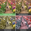 누네안경 이미지