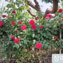 정열농장 Daum카페