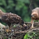 【자바매독수리(Javan Hawk-eagle, Nisaetus bartelsi)】 「인도네시아 국조(國鳥),국가 상징인 판차실라의 이미지