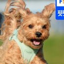 애견풀하우스 이미지