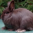 폭스(FOX) 이미지