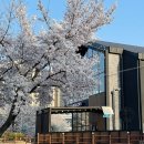 수안보물탕공원 | 충주 벚꽃 명소 호암지 수안보 물탕공원 수안보온천제 축제