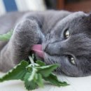 행복한 고양이 이미지