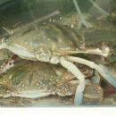 송도꽃게거리 이미지