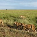 세렝게티 이미지