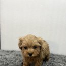 와우펫마트 이미지