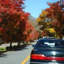 백양사진입로 이미지