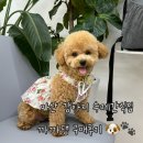 까까댕 | 마산 댓거리 강아지수제간식 까까댕 후기