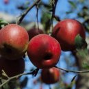 청명농장 이미지