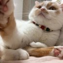 솜방망이 이미지