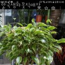 한국생화직매장