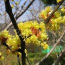 머루네건강원 | 생강나무의 효능