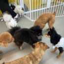 제제네 멍치원 이미지