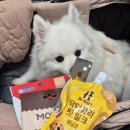 가온펫샵 이미지