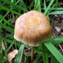 황토버섯 이미지