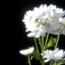 (재)갑산공원묘원 이미지