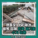 양천 스카이 유도 체육관 | 영등포 나무 제거 벌목 업체 임목 폐기물 수거 비용