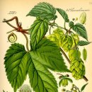 홉(HOP) Daum카페