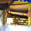 대벌님 하동봉장 전기가온 꿀벌동영상입니다 이미지