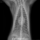대구24시라이프동물의료센터 이미지