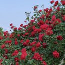 금강수변공원 숲바람장미원 이미지