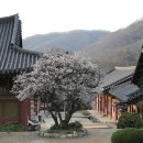 선암사