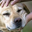 강화애견훈련학교 이미지