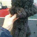 일산그루밍캐나다 이미지