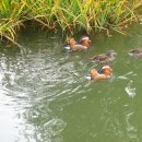 청둥오리 이미지