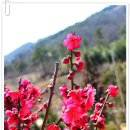 대영농원 이미지