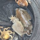 연안체 | 연안부두 갑오징어 낚시 추천 갑쭈낚시 팀인천 루키나호 후기