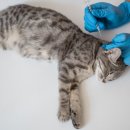 서수원동물병원 이미지