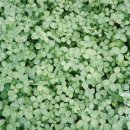 서호동-68 이미지