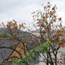 연조공원 이미지