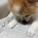 좋은강아지 | 강아지 덴탈껌 추천 펫벨업 산양삼 영양츄틴 기호성 좋은 강아지 간식 후기 🐶