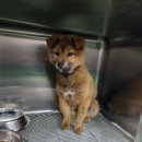 주덕농협주유소 이미지