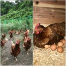 반석이네농장 이미지