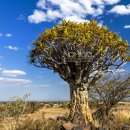 코코트리 이미지