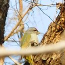 딱따구리 이미지