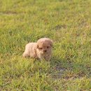 퍼피 비비드 이미지