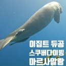 [마르사알람 스쿠버다이빙]이집트 단 1마리 남은 듀공투어 비용,후기,후루가다에서 출발
