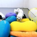 코코 반려견 호텔 이미지