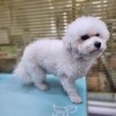 다이아몽 이미지