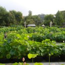 증암마을 | 연꽃의 달달한 향연 속으로 ~ 서울연꽃축제의 성지, 봉원사 (서울연꽃문화축제)