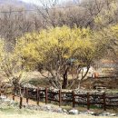 이천산수유마을 이미지