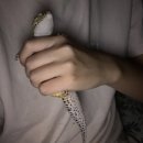 스마일동물병원 | 김마일 환자 치료기 (특수동물병원 게코 도마뱀 가격, 치료 후기)