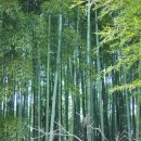 대나무골농장 이미지