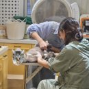 오묘 고양이카페호텔미용 이미지